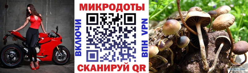 Псилоцибиновые грибы Psilocybe закладка Новоульяновск